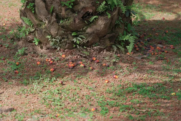 Fruto Palma Aceitera Demasiado Maduro Cayó Árbol —  Fotos de Stock