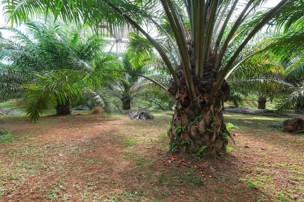 Overripe Oil Palm Fruit Fell Its Tree — Stock Photo, Image