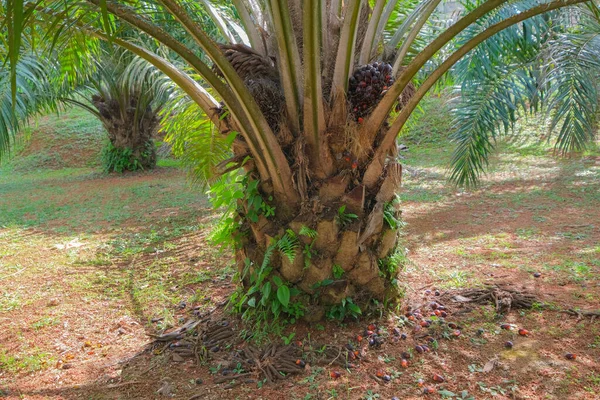 Fruto Palma Aceitera Demasiado Maduro Cayó Árbol — Foto de Stock