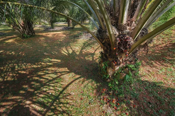 Fruto Palma Aceitera Demasiado Maduro Cayó Árbol —  Fotos de Stock