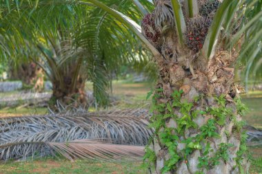 Bahçedeki ağaçtaki palmiye yağı meyveleri.