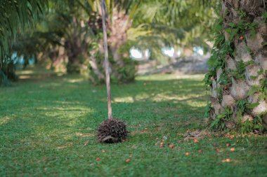 Bahçede toplanan palmiye yağı meyvesi.