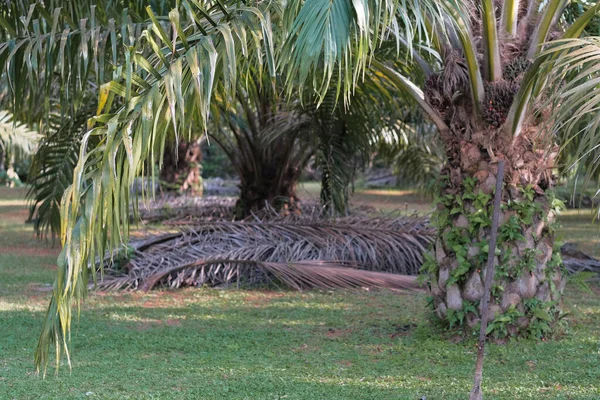 Frutos Del Aceite Palma Jardín —  Fotos de Stock