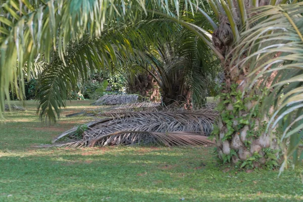 Palmölfrüchte Auf Baum Garten — Stockfoto