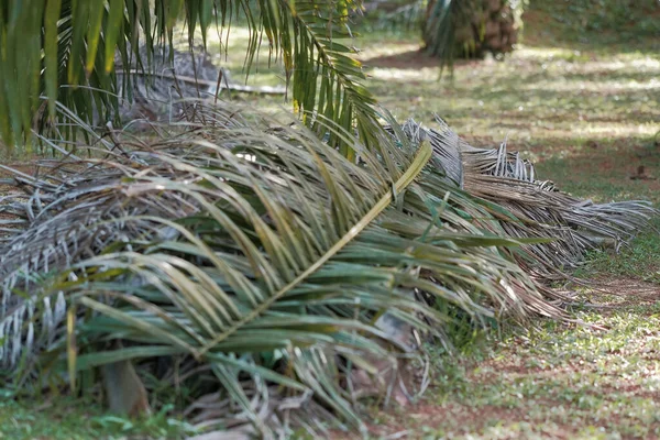 Image Traveller's tree (Ravenala madagascariensis), Singapore - 434104 -  Images of Plants and Gardens - botanikfoto