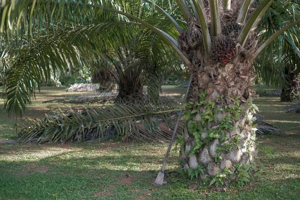 Frutos Del Aceite Palma Jardín —  Fotos de Stock
