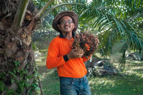 A worker wearing  brown hat  is collecting a bunch of oil palm  in an oil palm garden  in the morning.