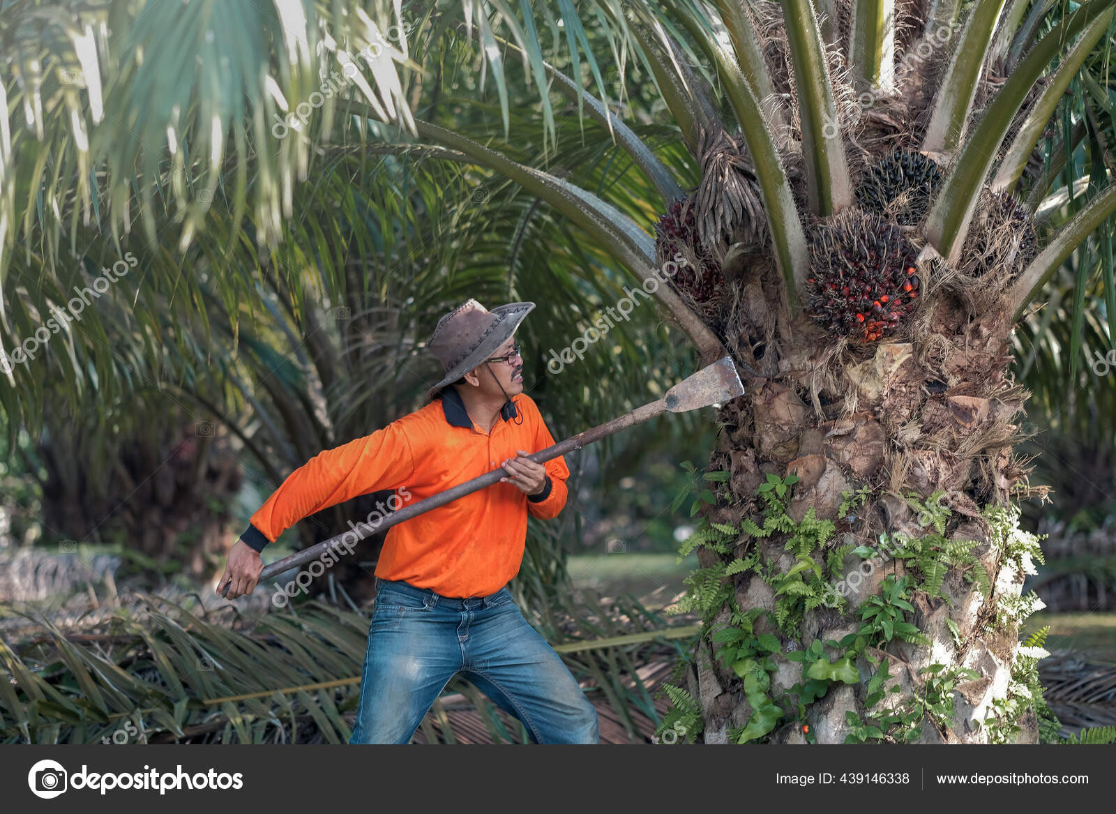Worker Using Oil Palm Fruit Chisel Harvester Cut Bunches Palm Stock