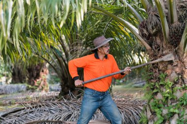 Bir işçi palmiye yağı bahçesindeki palmiye yağı ağacından buğday kesmek için palmiye ağacı kesme makinesi kullanıyor..