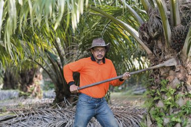 Bir işçi palmiye yağı bahçesindeki palmiye yağı ağacından buğday kesmek için palmiye ağacı kesme makinesi kullanıyor..