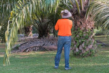 Bir işçi palmiye yağı bahçesindeki palmiye yağı ağacından buğday kesmek için palmiye ağacı kesme makinesi kullanıyor..