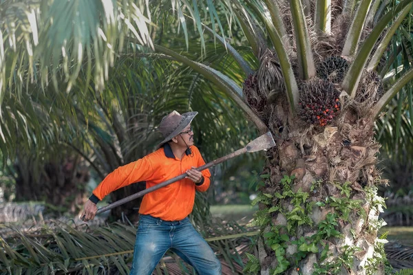 Bir işçi palmiye yağı bahçesindeki palmiye yağı ağacından buğday kesmek için palmiye ağacı kesme makinesi kullanıyor..