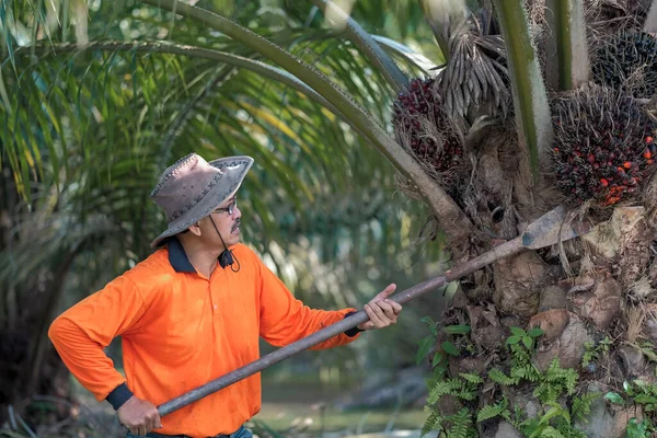 A worker is using  oil palm fruit chisel harvester  to cut off bunches from a palm oil tree in palm oil garden.