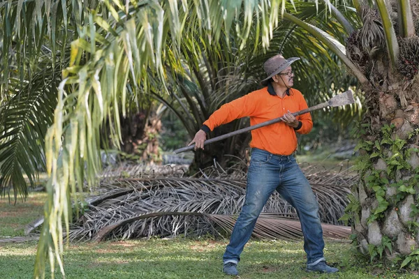A worker is using  oil palm fruit chisel harvester  to cut off bunches from a palm oil tree in palm oil garden.