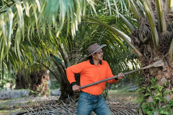 A worker is using  oil palm fruit chisel harvester  to cut off bunches from a palm oil tree in palm oil garden.