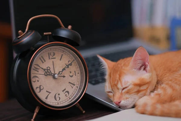 Gatto Arancione Addormentato Sulla Tastiera Del Computer Portatile Con Sveglia — Foto Stock