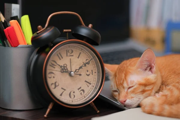 Gatto Arancione Addormentato Sulla Tastiera Del Computer Portatile Con Sveglia — Foto Stock