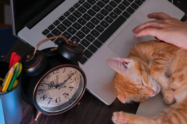 Orange Cat Asleep Laptop Keyboard Alarm Clock Note Stationery Desk — Stock Photo, Image