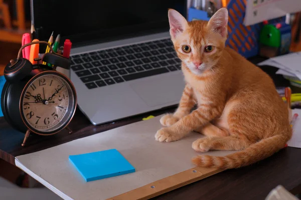 Chat Orange Assis Sur Bureau Avec Ordinateur Portable Réveil Note — Photo