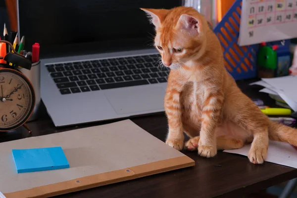 Gatto Arancione Seduto Sulla Scrivania Con Computer Portatile Sveglia Nota — Foto Stock