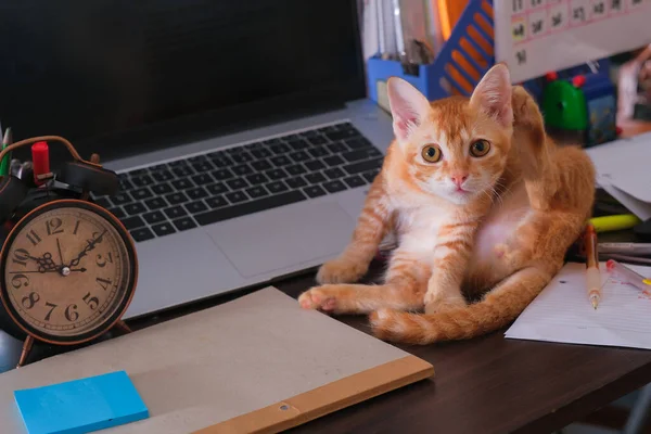 Gatto Arancione Seduto Sulla Scrivania Con Computer Portatile Sveglia Nota — Foto Stock