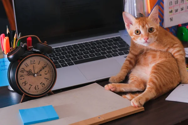 Gatto Arancione Seduto Sulla Scrivania Con Computer Portatile Sveglia Nota — Foto Stock