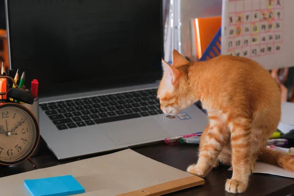 Orange Cat Sitting Desk Laptop Alarm Clock Note Stationery — Stock Photo, Image