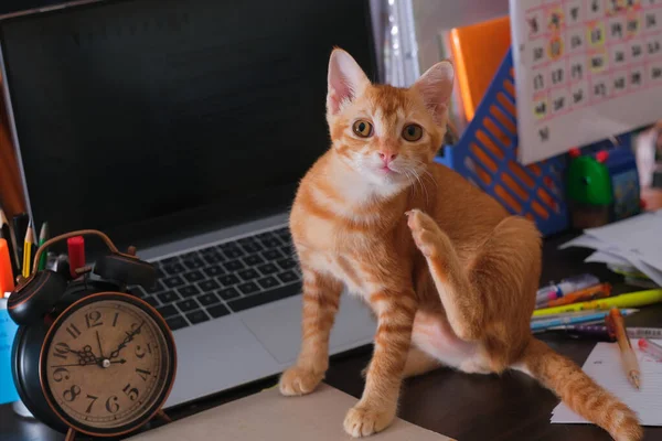 Gato Naranja Sentado Escritorio Con Portátil Despertador Nota Papelería —  Fotos de Stock