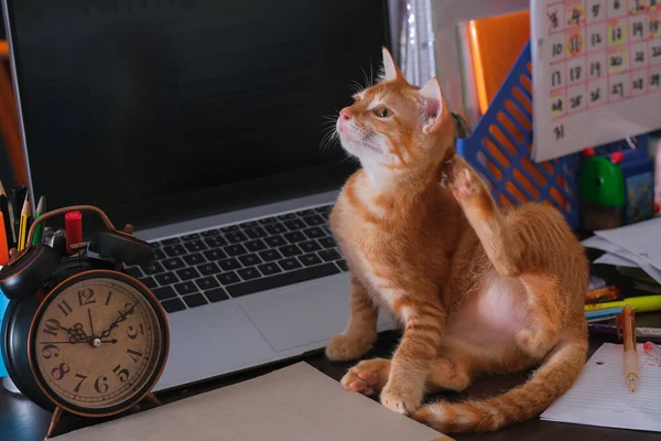 Chat Orange Assis Sur Bureau Avec Ordinateur Portable Réveil Note — Photo