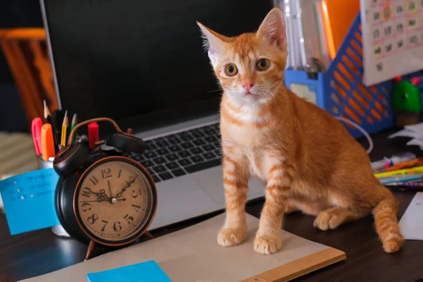 Gato Naranja Sentado Escritorio Con Portátil Despertador Nota Papelería — Foto de Stock
