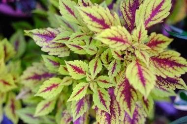 Bahçedeki güzel bir coleus solenostemon bitkisinin manzarası.