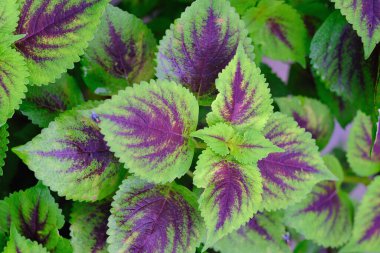 Bahçedeki güzel bir coleus solenostemon bitkisinin manzarası.