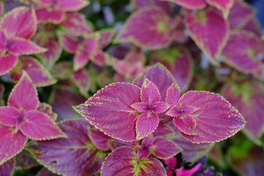 Bahçedeki güzel bir coleus solenostemon bitkisinin manzarası.
