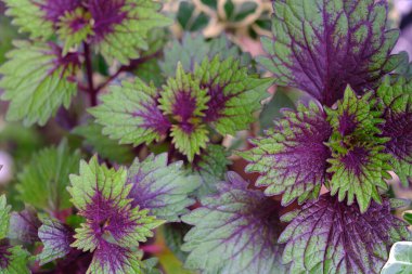 Bahçedeki güzel bir coleus solenostemon bitkisinin manzarası.