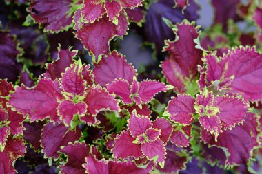 Bahçedeki güzel bir coleus solenostemon bitkisinin manzarası.