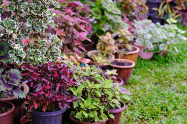 Bahçedeki güzel bir coleus solenostemon bitkisinin manzarası.