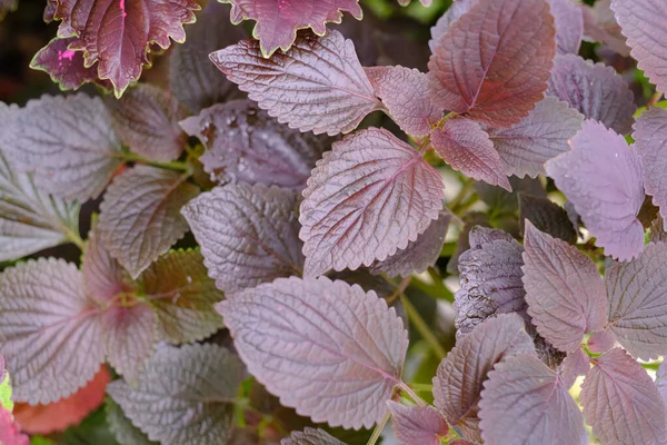 View Beautiful Coleus Solenostemon Plant Garden — Stock Photo, Image