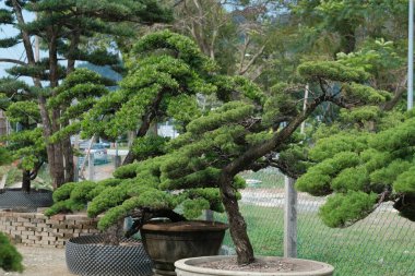 Bahçedeki güzel bonsai ağacı