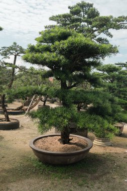 Bahçedeki güzel bonsai ağacı