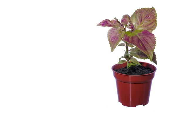 Bela Planta Coleus Solenostemon Isolado Chão Branco — Fotografia de Stock