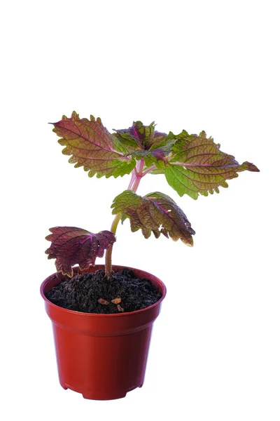 Bela Planta Coleus Solenostemon Isolado Chão Branco — Fotografia de Stock