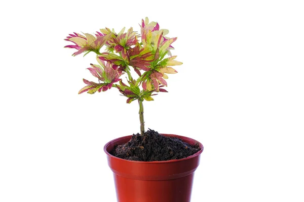 Bela Planta Coleus Solenostemon Isolado Chão Branco — Fotografia de Stock