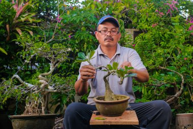 Bahçe bahçesindeki bonsai bitkisiyle ilgilenen kıdemli adam.