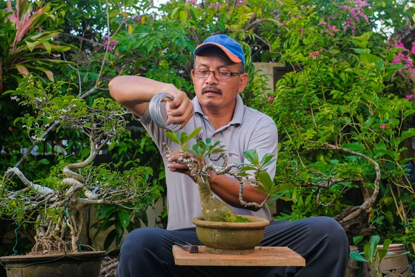 Senior Man Taking Care Bonsai Plant Garden — Stock fotografie
