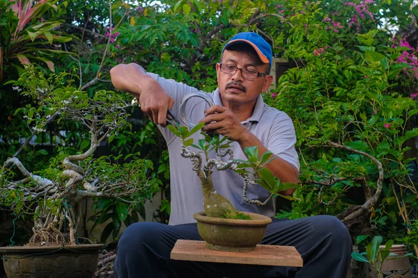 Bahçe bahçesindeki bonsai bitkisiyle ilgilenen kıdemli adam.