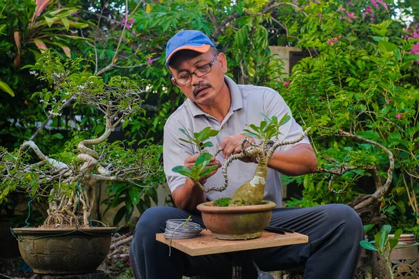 Senior Man Taking Care Bonsai Plant Garden — Stock fotografie