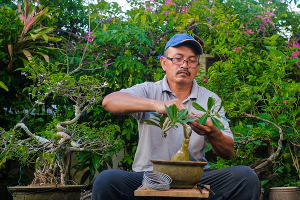 Senior Man Taking Care Bonsai Plant Garden — Stock fotografie