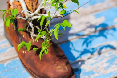 Wrightia antidisenterica ya da ağaçta çiçek açan mercan girdabı ya da tellikiraz kabuğu..