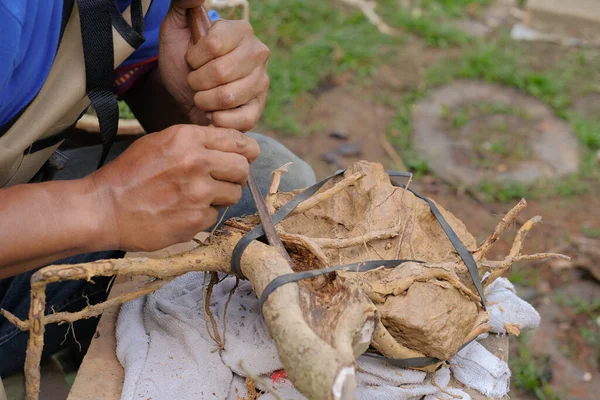 Bahçe bahçesindeki bonsai bitkisiyle ilgilenen kıdemli adam.