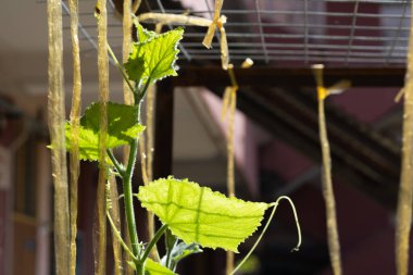 Arazide genç salatalık filizleri tutulacak bir ip var.